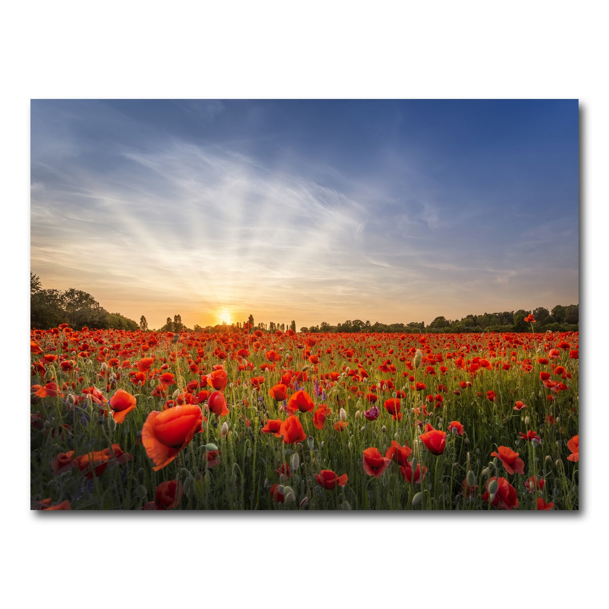 AUTO-MOCKUP WHITE | Evening in a poppy field | 1 Piece | Gallery Wrap Canvas | group=4x3