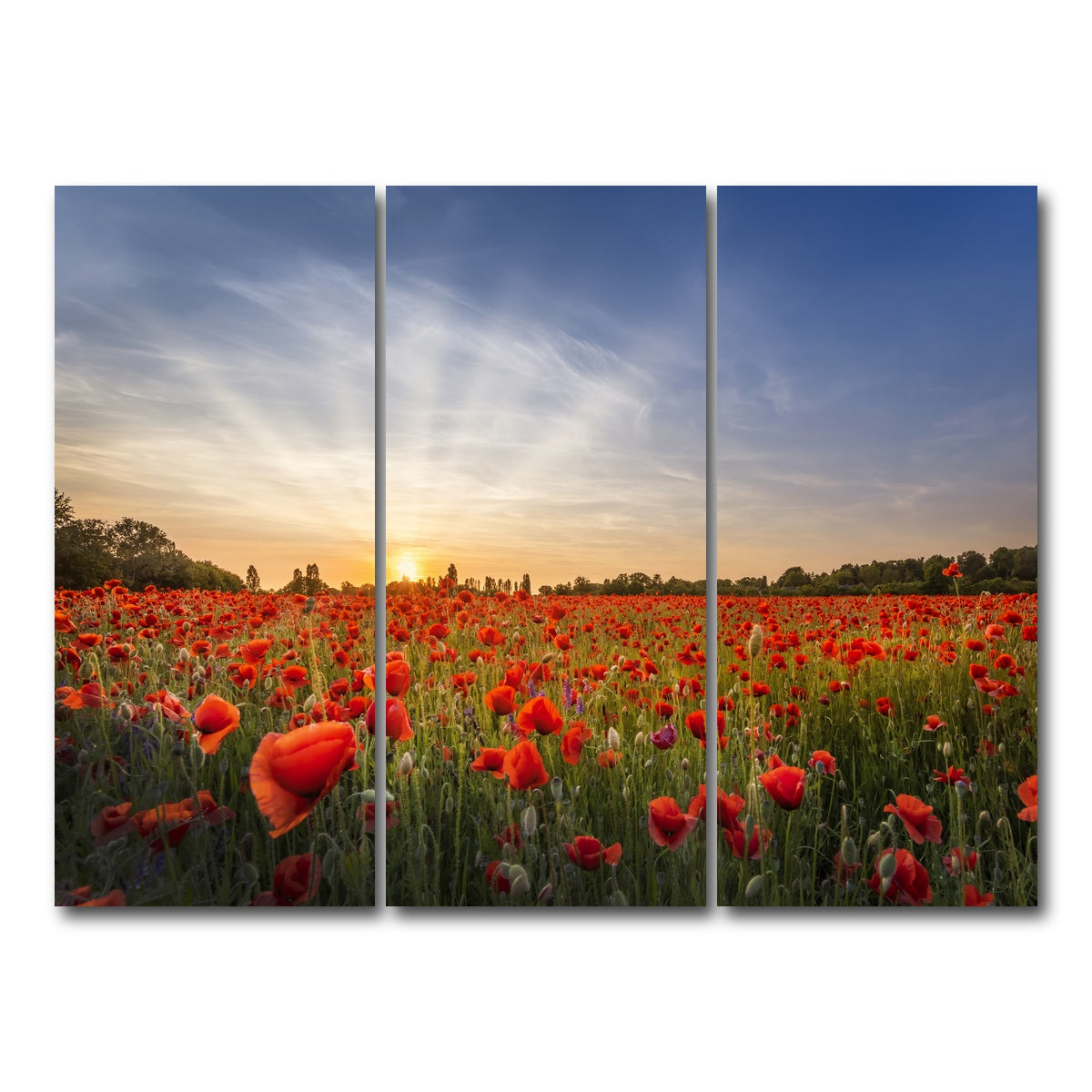 AUTO-MOCKUP WHITE | Evening in a poppy field | 3 Piece | Gallery Wrap Canvas | group=8x18