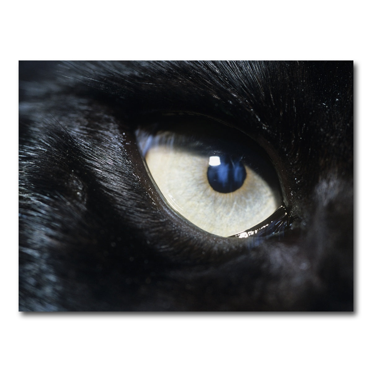 AUTO-MOCKUP WHITE | Eye of Black Wolf | 1 Piece | Gallery Wrap Canvas | group=4x3