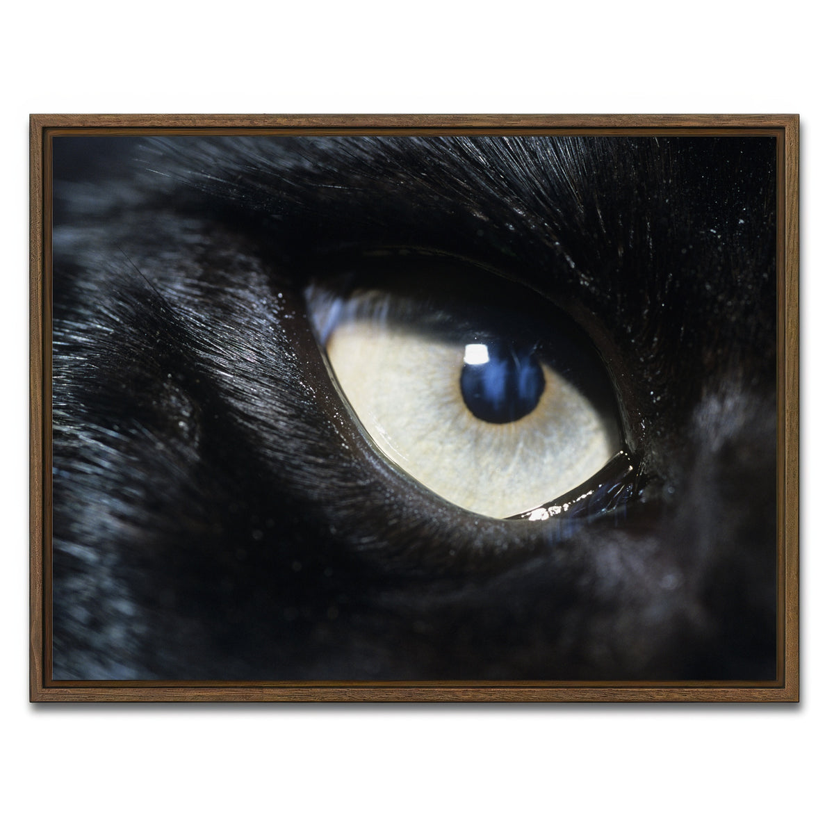 AUTO-MOCKUP WHITE | Eye of Black Wolf | 1 Piece | Walnut Framed Canvas | group=4x3