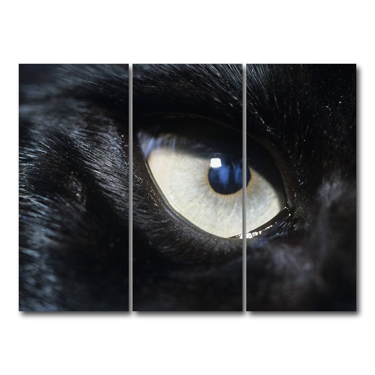 AUTO-MOCKUP WHITE | Eye of Black Wolf | 3 Piece | Gallery Wrap Canvas | group=8x18