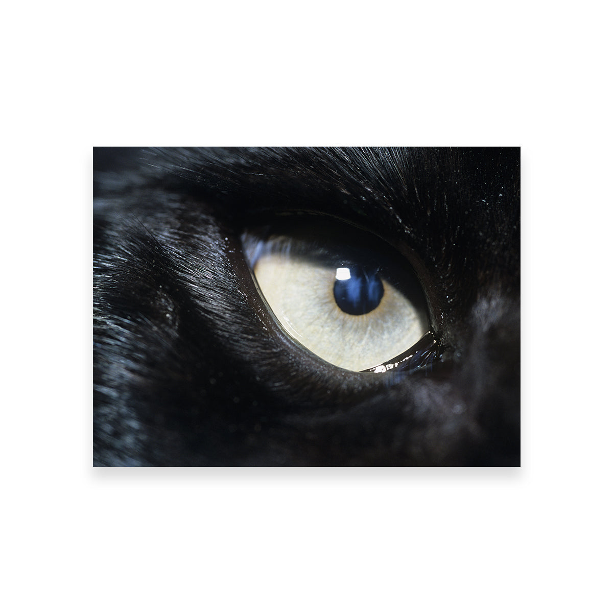 Eye of Black Wolf Wall Art