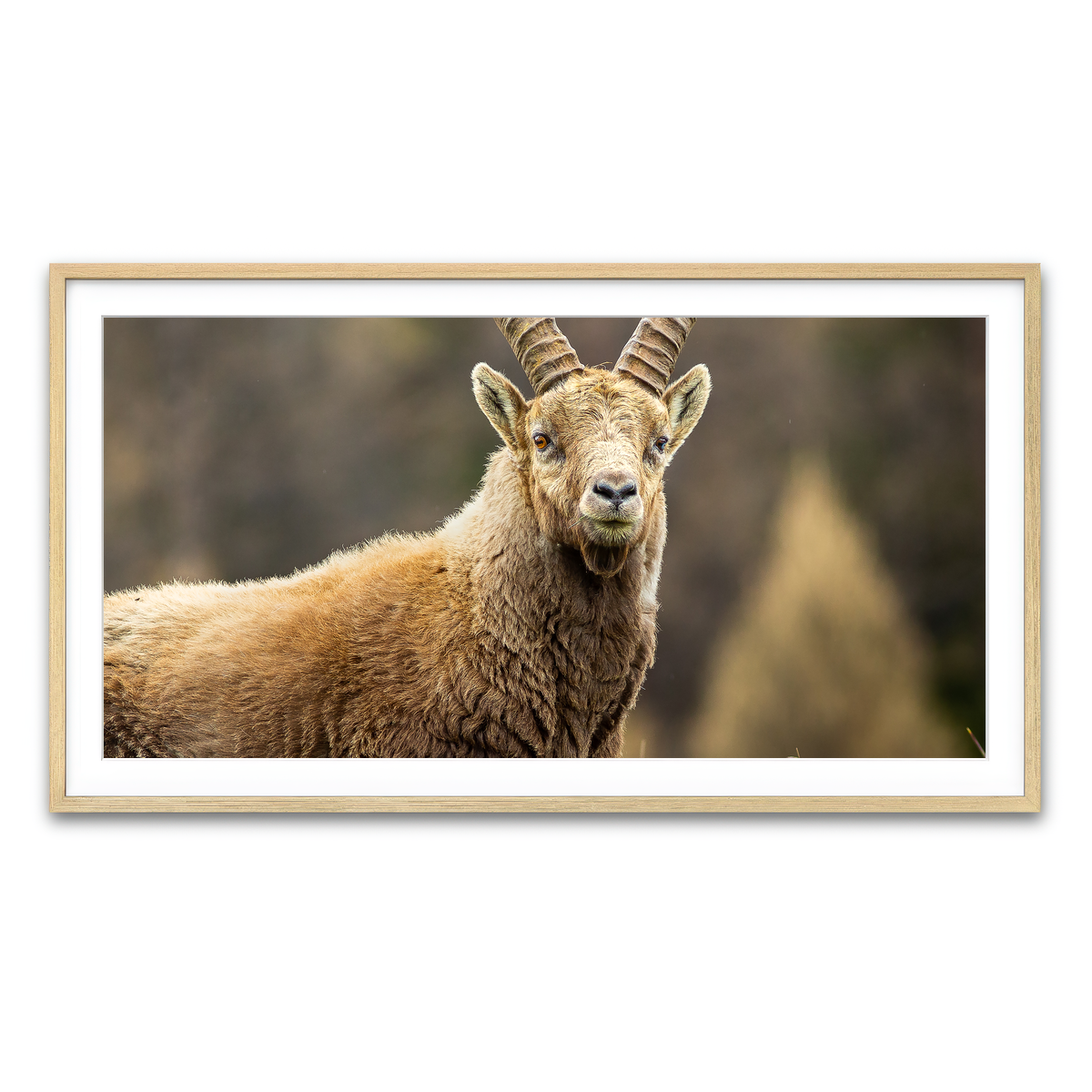 Framed Print 2x1 Natural