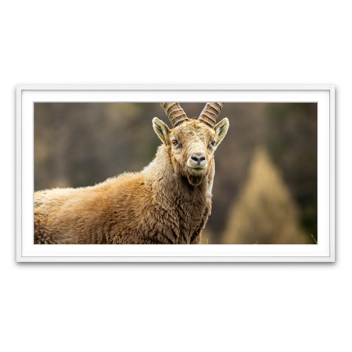 Framed Print 2x1 White