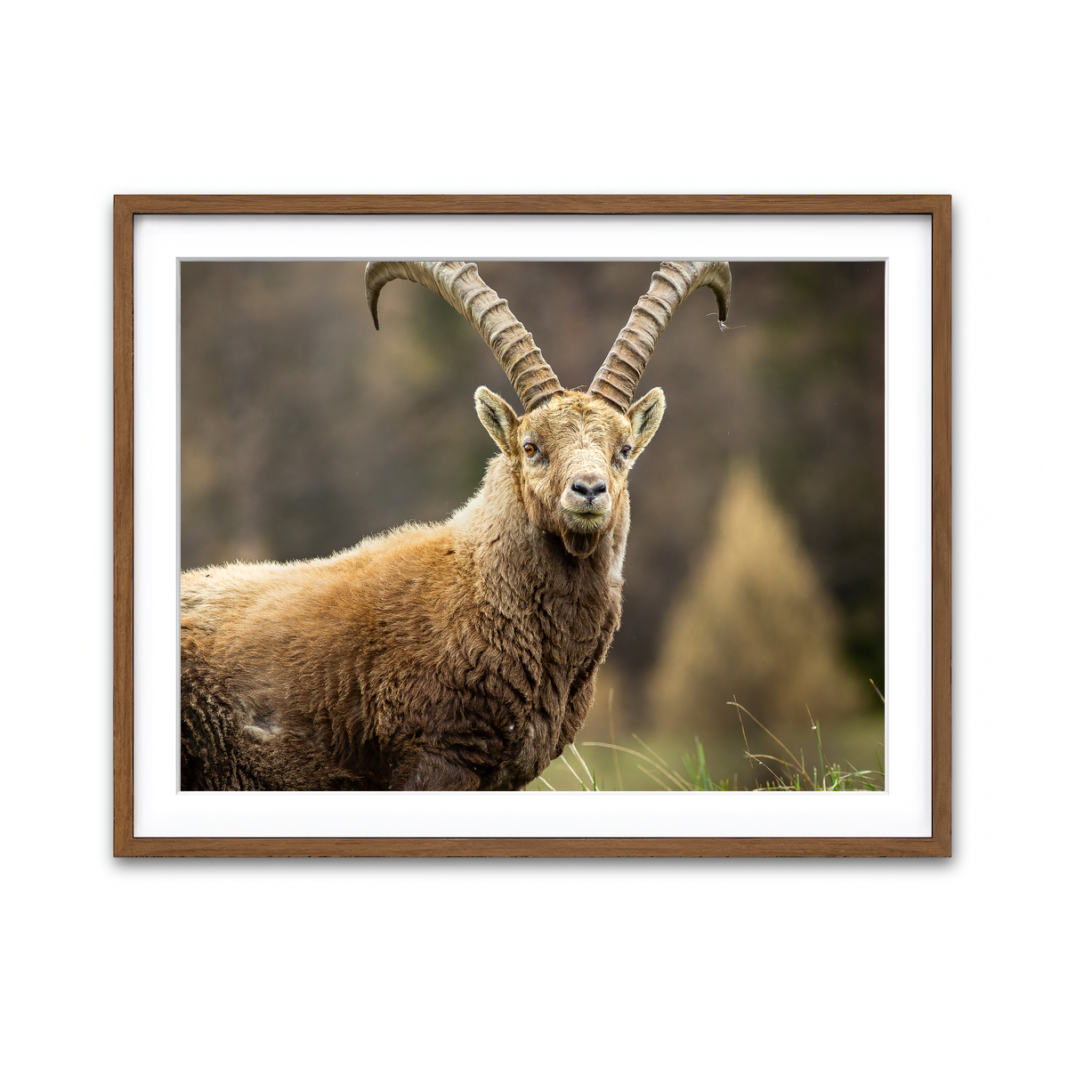 Framed Print 4x3 Walnut