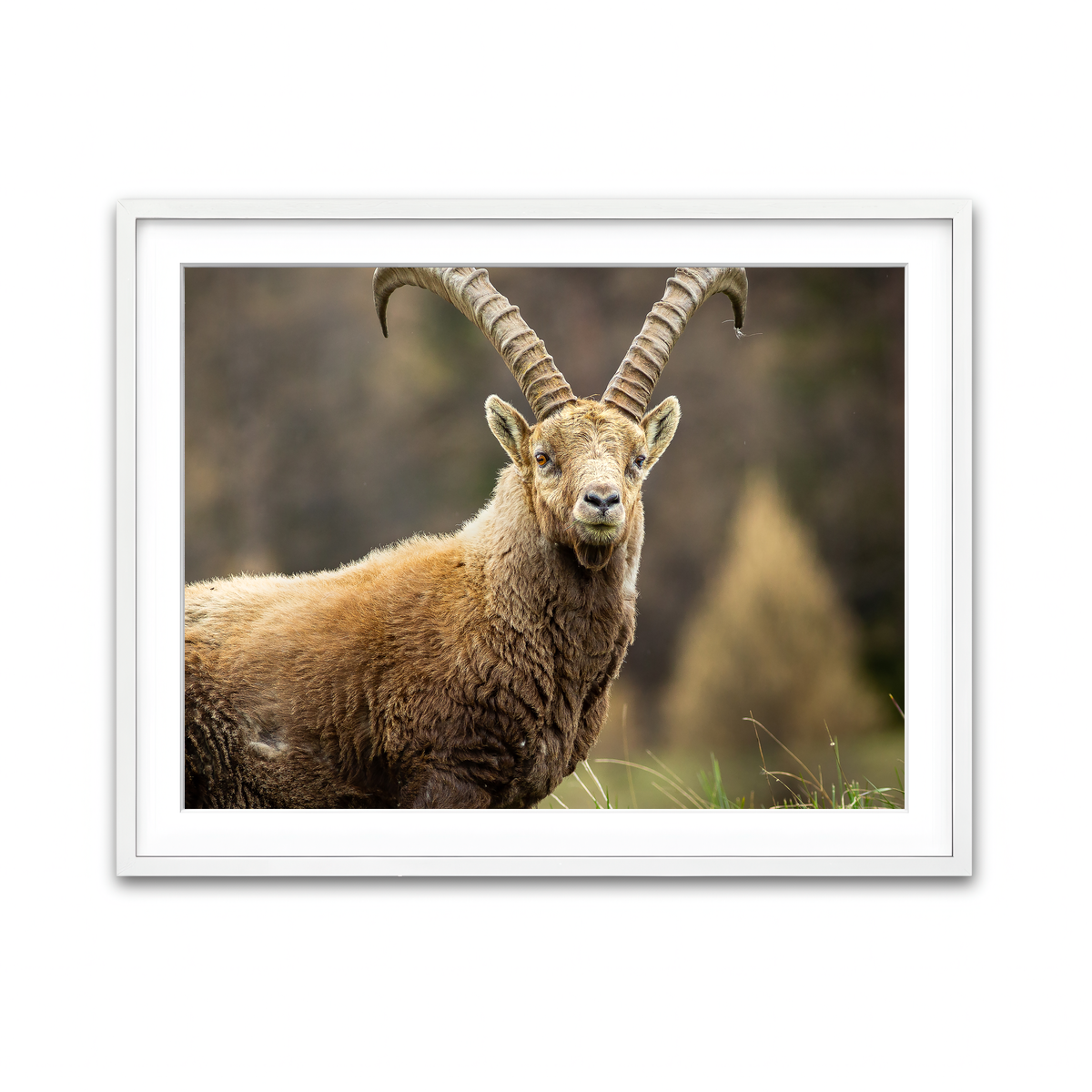Framed Print 4x3 White