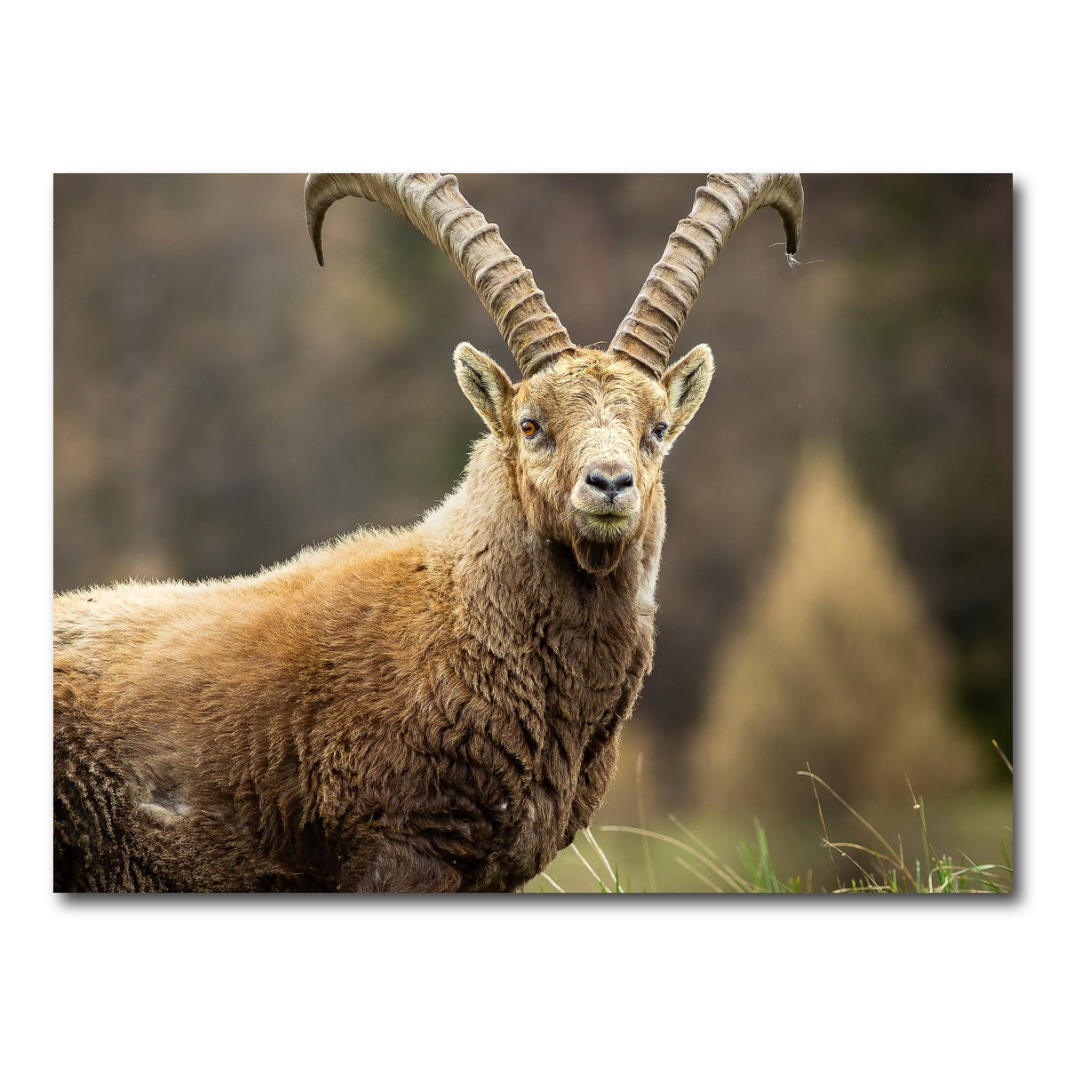 AUTO-MOCKUP WHITE | Face a Face | 1 Piece | Gallery Wrap Canvas | group=4x3