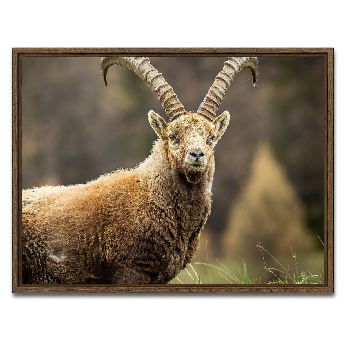 AUTO-MOCKUP WHITE | Face a Face | 1 Piece | Walnut Framed Canvas | group=4x3