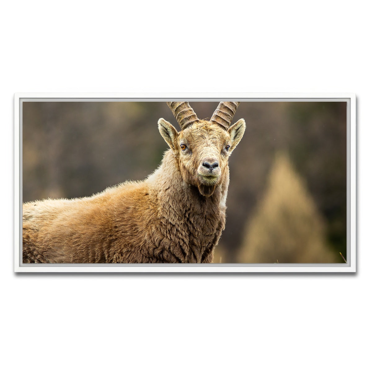 AUTO-MOCKUP WHITE | Face a Face | 1 Piece | White Framed Canvas | group=2x1