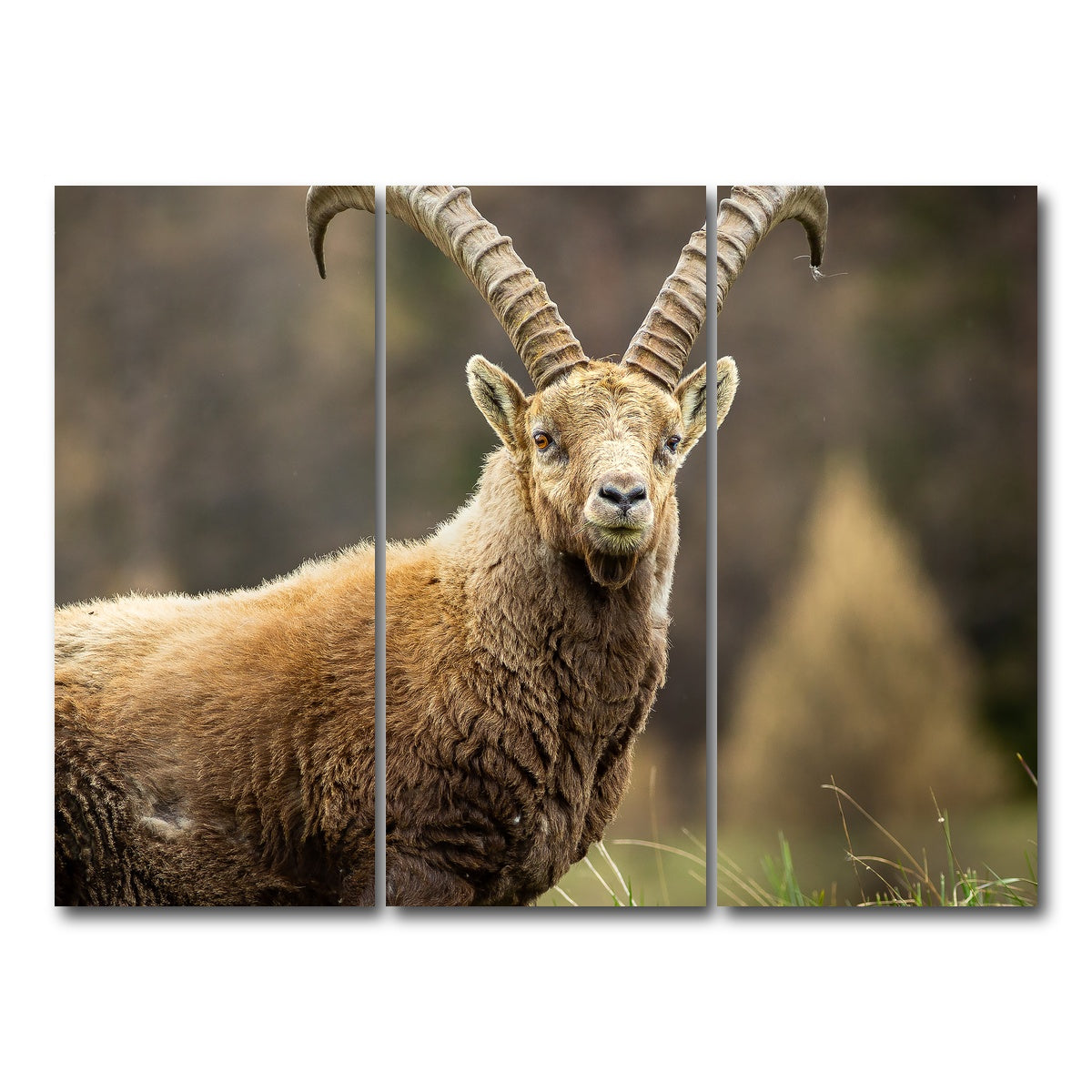 AUTO-MOCKUP WHITE | Face a Face | 3 Piece | Gallery Wrap Canvas | group=8x18