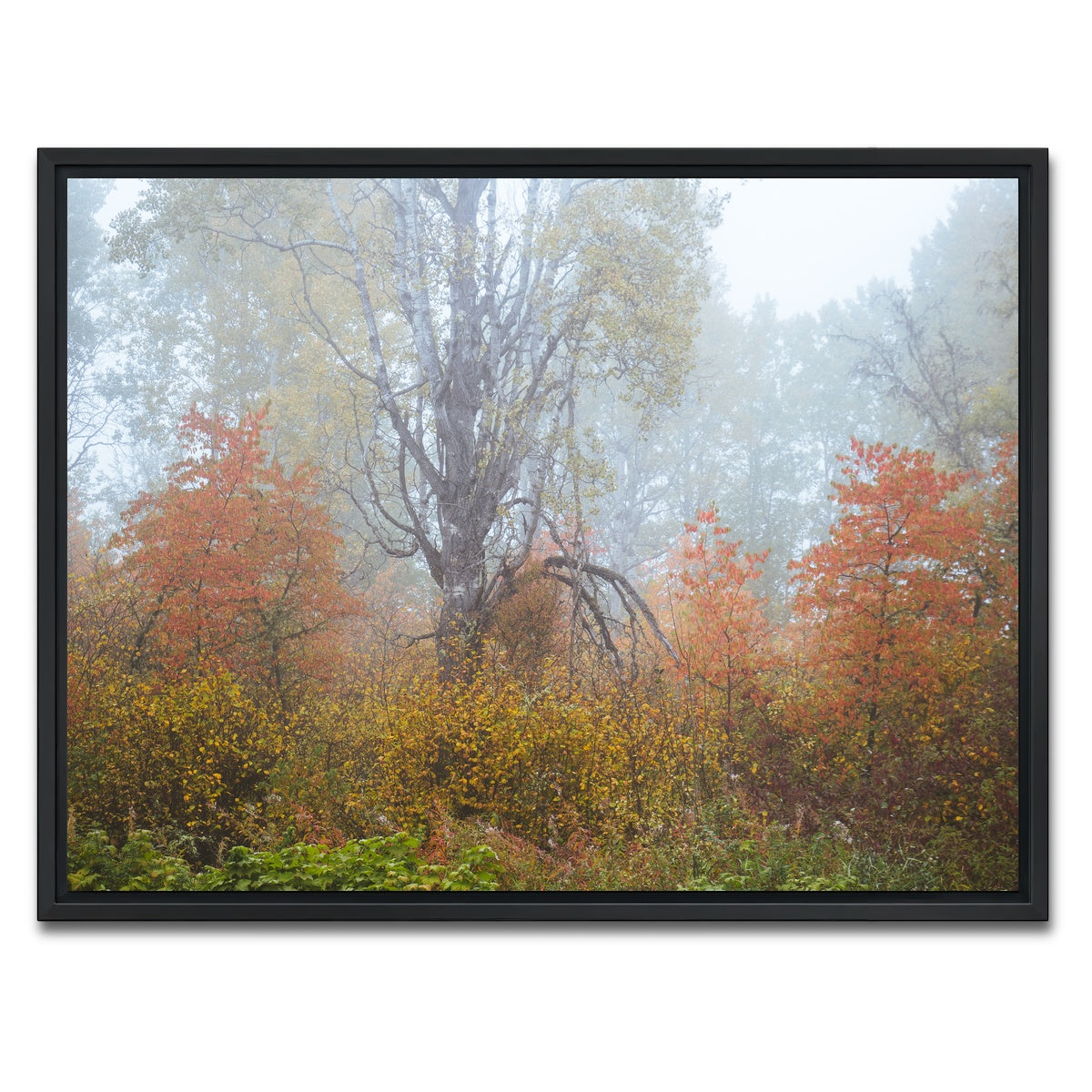 AUTO-MOCKUP WHITE | Fall Colors in Northern BC 1 | 1 Piece | Black Framed Canvas | group=4x3