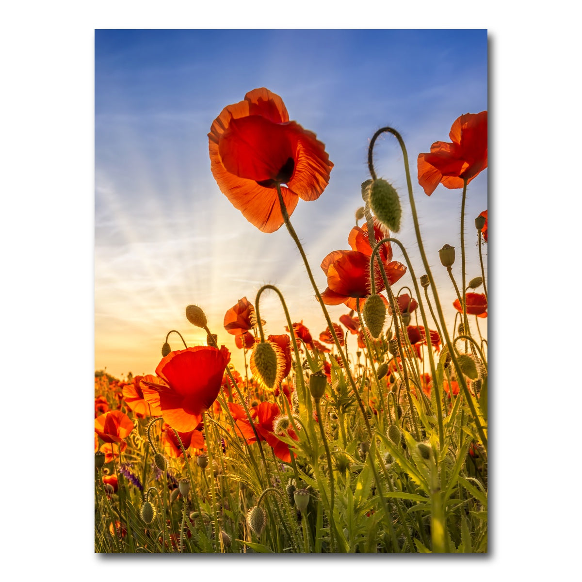 AUTO-MOCKUP WHITE | Fascinating poppies | 1 Piece | Gallery Wrap Canvas | group=3x4