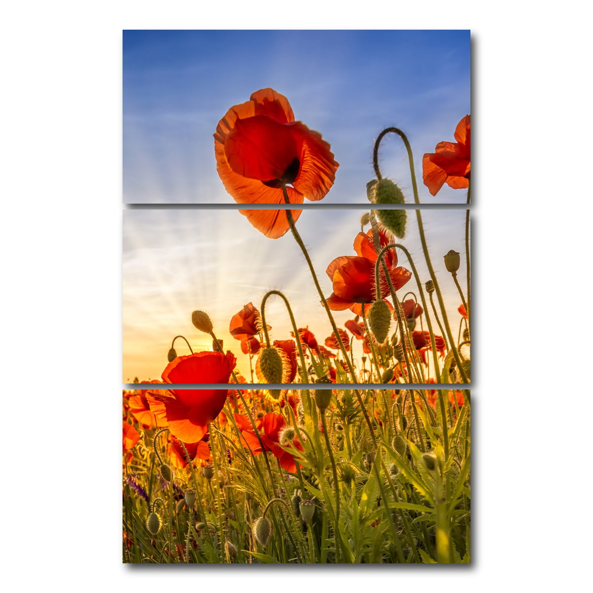 AUTO-MOCKUP WHITE | Fascinating poppies | 3 Piece | Gallery Wrap Canvas | group=12x24_stacked