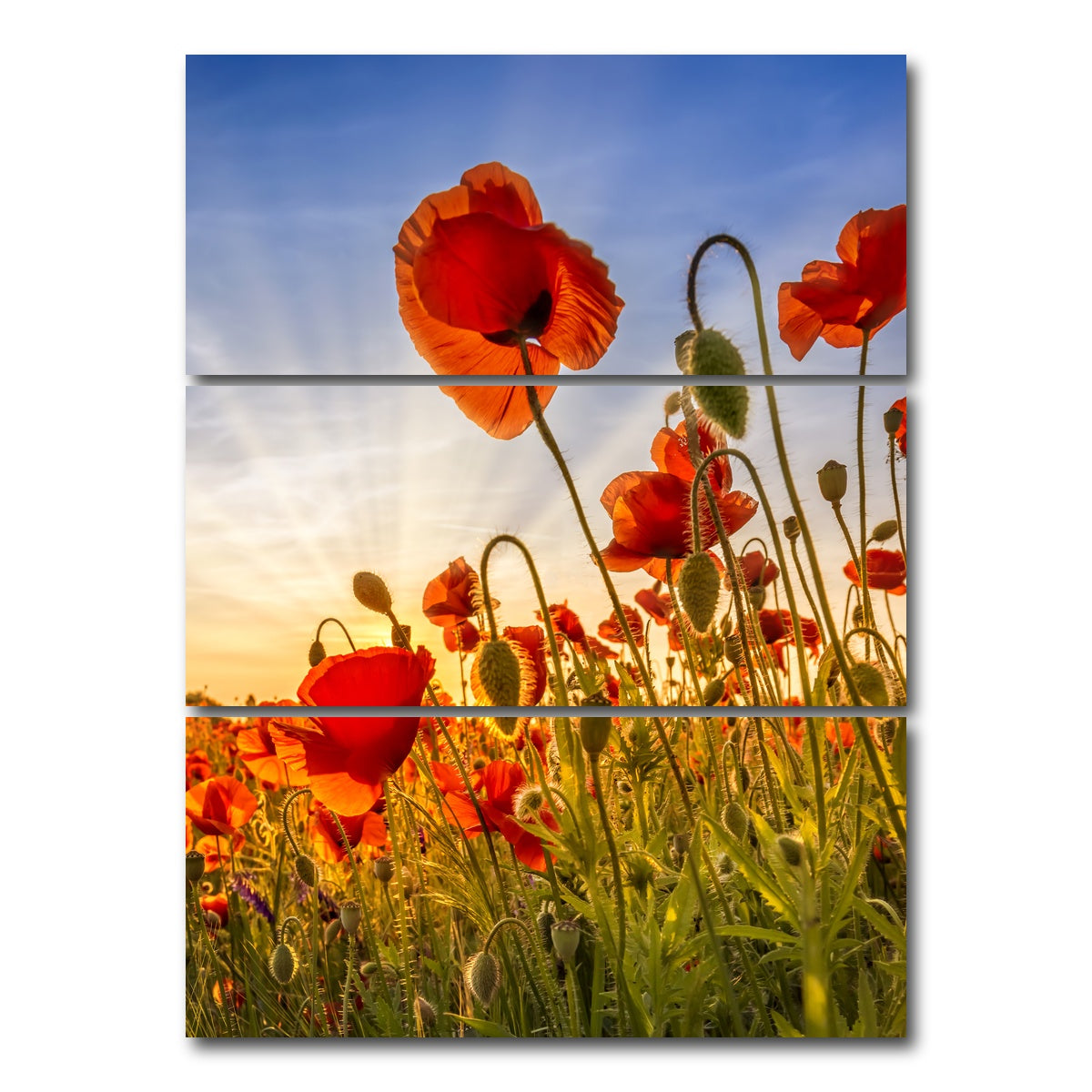 AUTO-MOCKUP WHITE | Fascinating poppies | 3 Piece | Gallery Wrap Canvas | group=8x18_stacked
