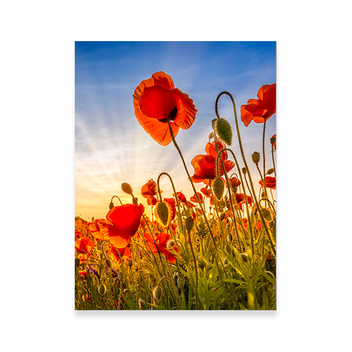 Fascinating Poppies Wall Art