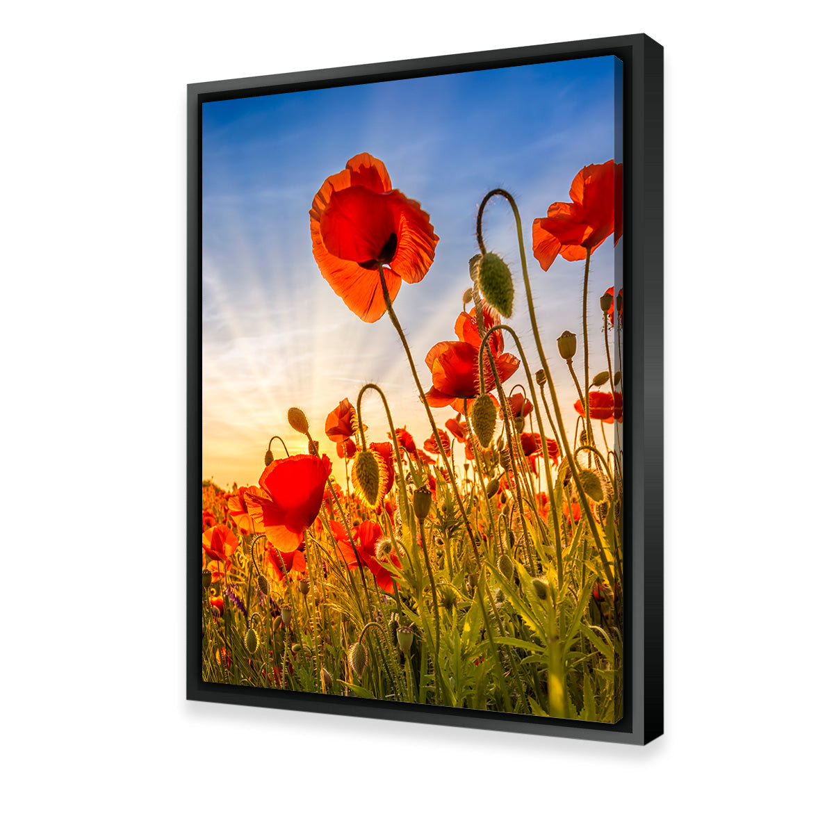 Fascinating Poppies Wall Art