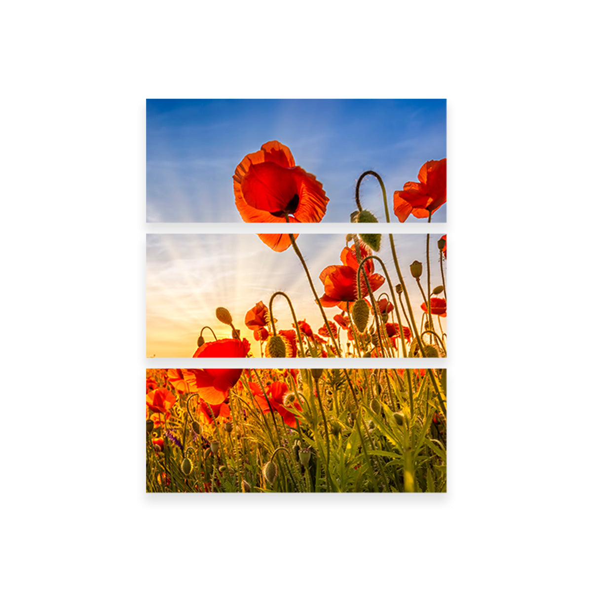 Fascinating Poppies Wall Art