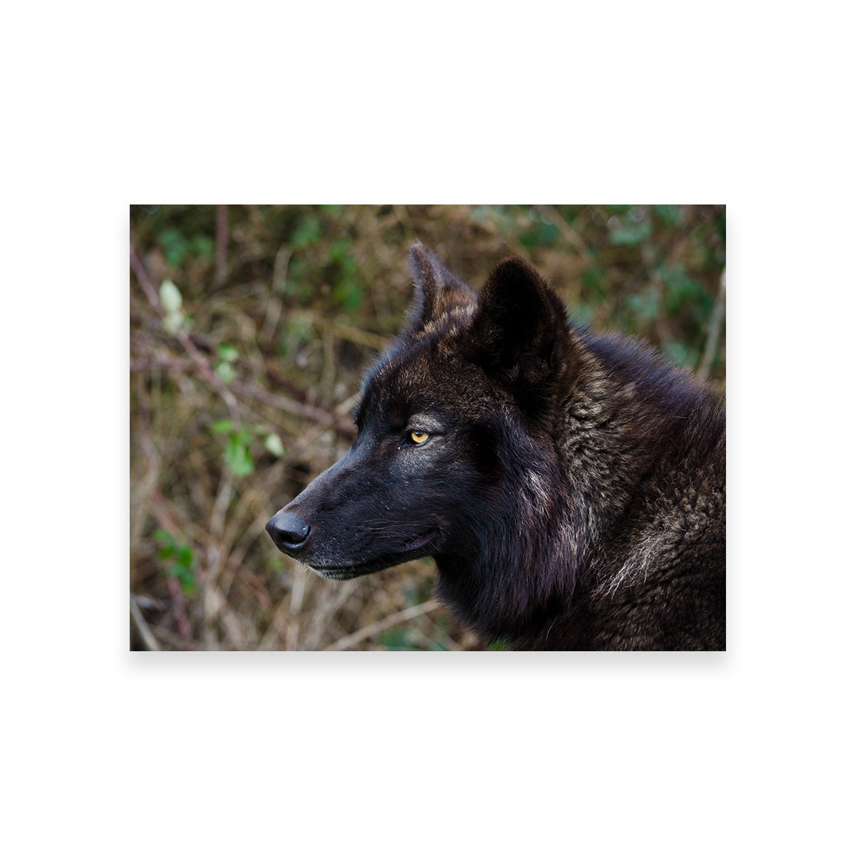 Female Black Wolf Wall Art