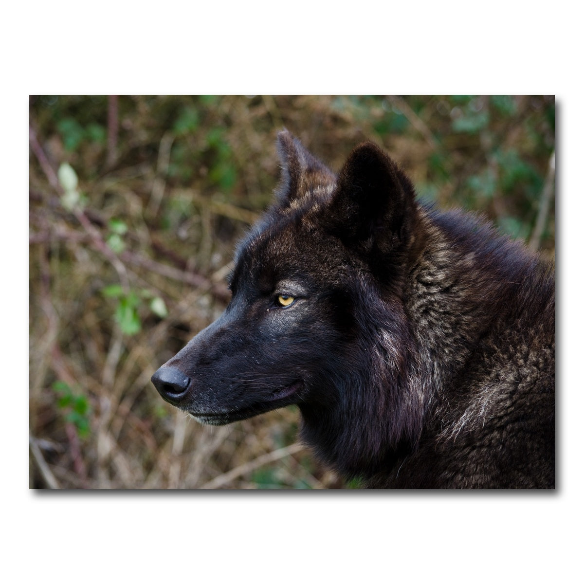 AUTO-MOCKUP WHITE | Female Black Wolf | 1 Piece | Gallery Wrapped | group=4x3