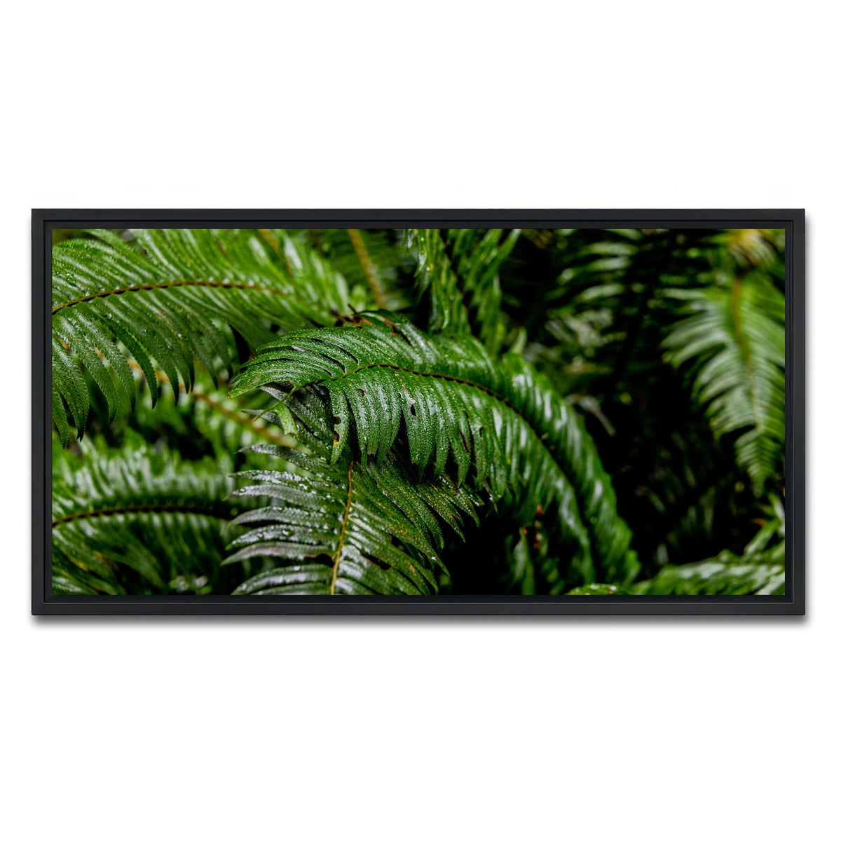 AUTO-MOCKUP WHITE | Ferns | 1 Piece | Black Framed Canvas | group=2x1