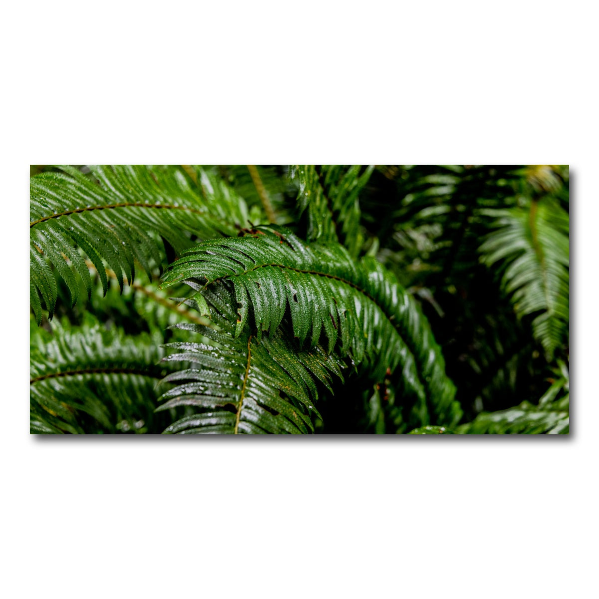 AUTO-MOCKUP WHITE | Ferns | 1 Piece | Gallery Wrap Canvas | group=2x1