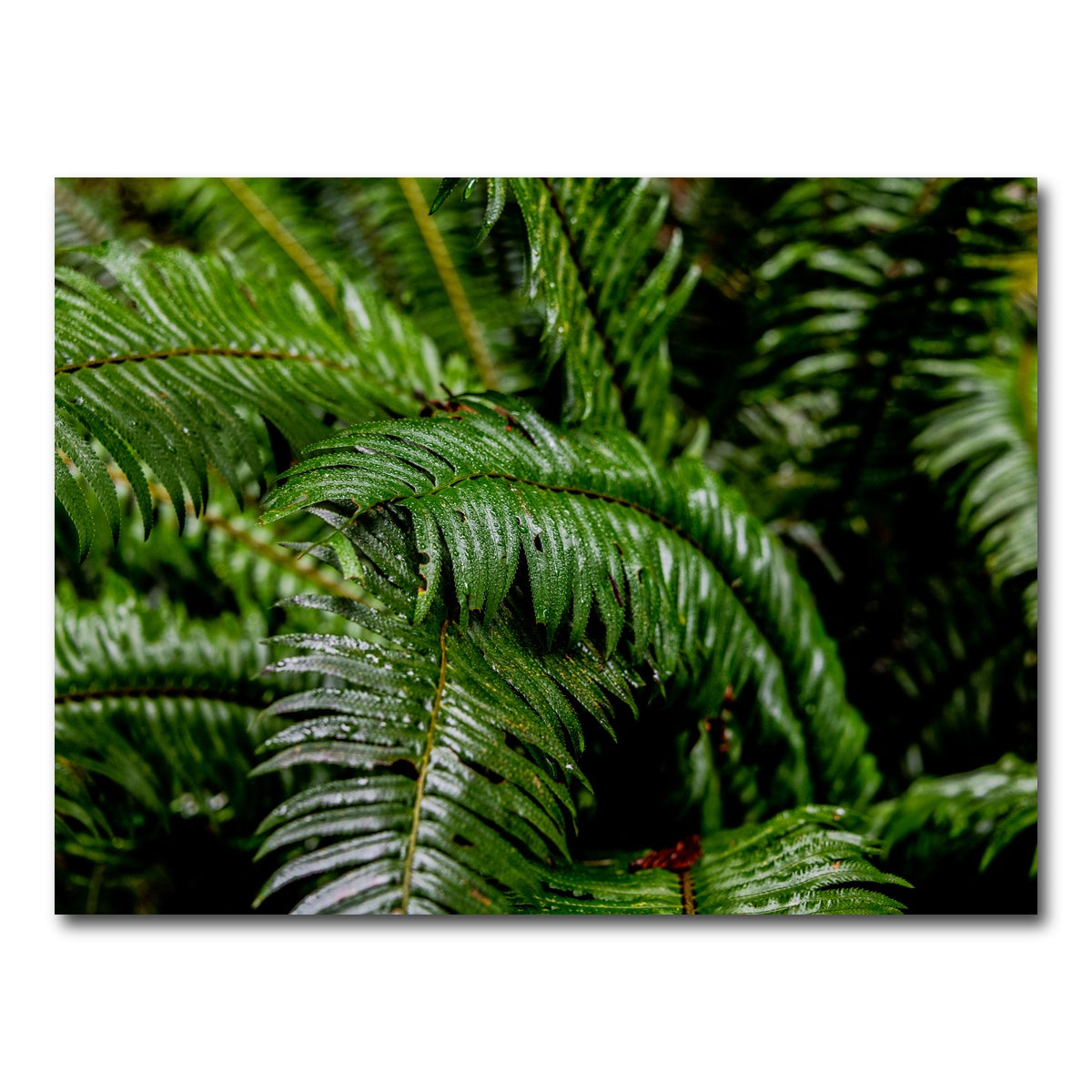 AUTO-MOCKUP WHITE | Ferns | 1 Piece | Gallery Wrap Canvas | group=4x3