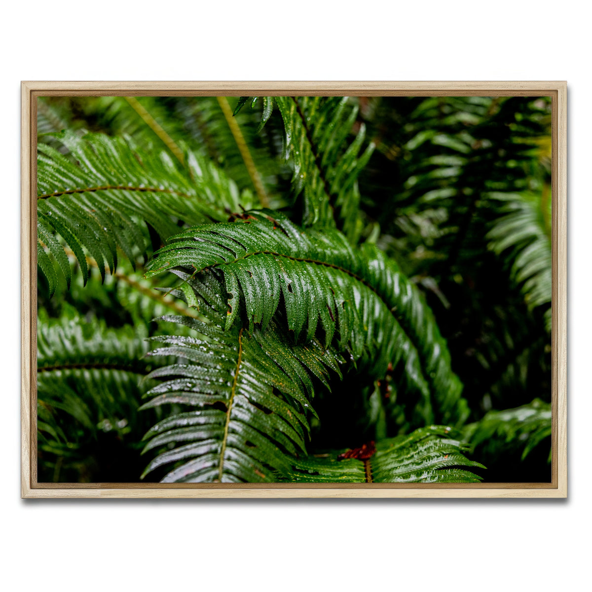 AUTO-MOCKUP WHITE | Ferns | 1 Piece | Natural Framed Canvas | group=4x3