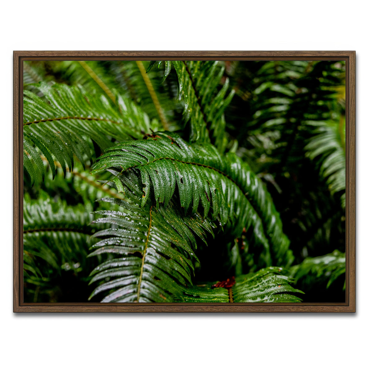 AUTO-MOCKUP WHITE | Ferns | 1 Piece | Walnut Framed Canvas | group=4x3