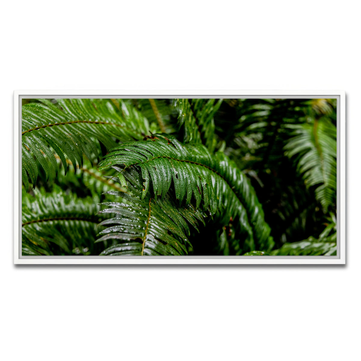 AUTO-MOCKUP WHITE | Ferns | 1 Piece | White Framed Canvas | group=2x1