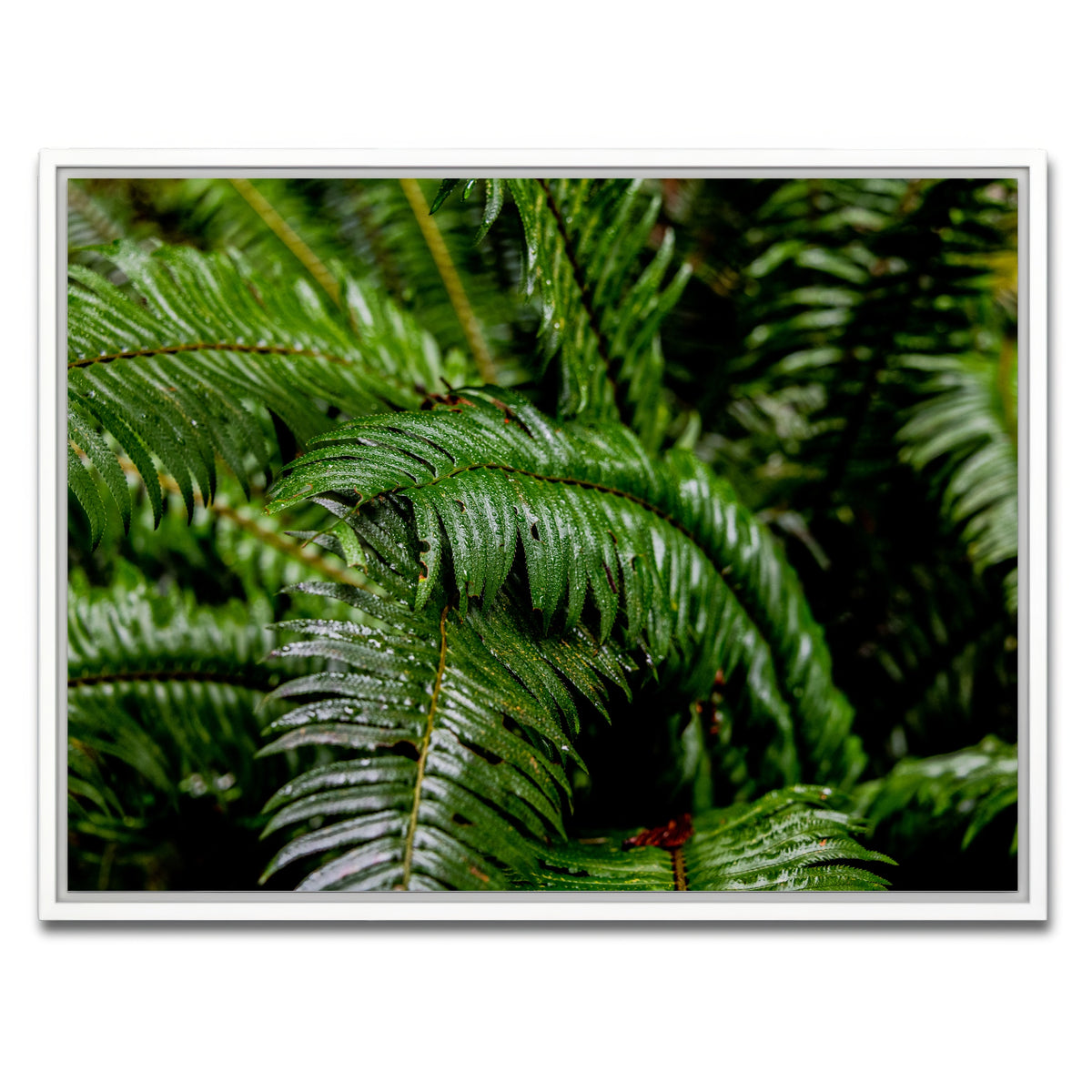 AUTO-MOCKUP WHITE | Ferns | 1 Piece | White Framed Canvas | group=4x3