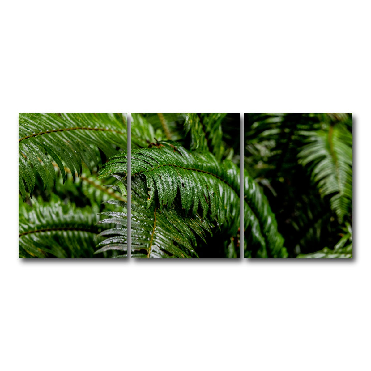 AUTO-MOCKUP WHITE | Ferns | 3 Piece | Gallery Wrap Canvas | group=18x24