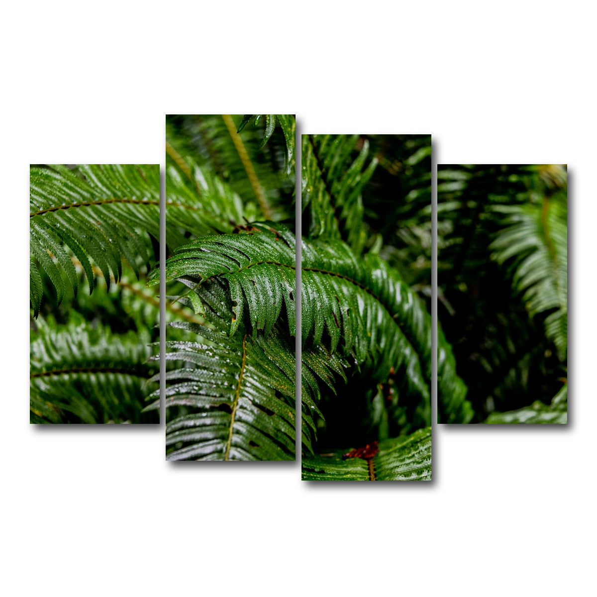 AUTO-MOCKUP WHITE | Ferns | 4 Piece | Gallery Wrap Canvas | group=4_short