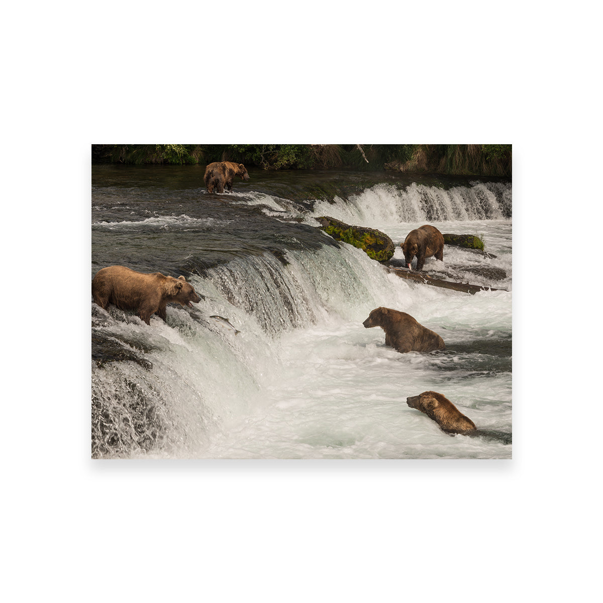 Five Bears Salmon Fishing Wall Art