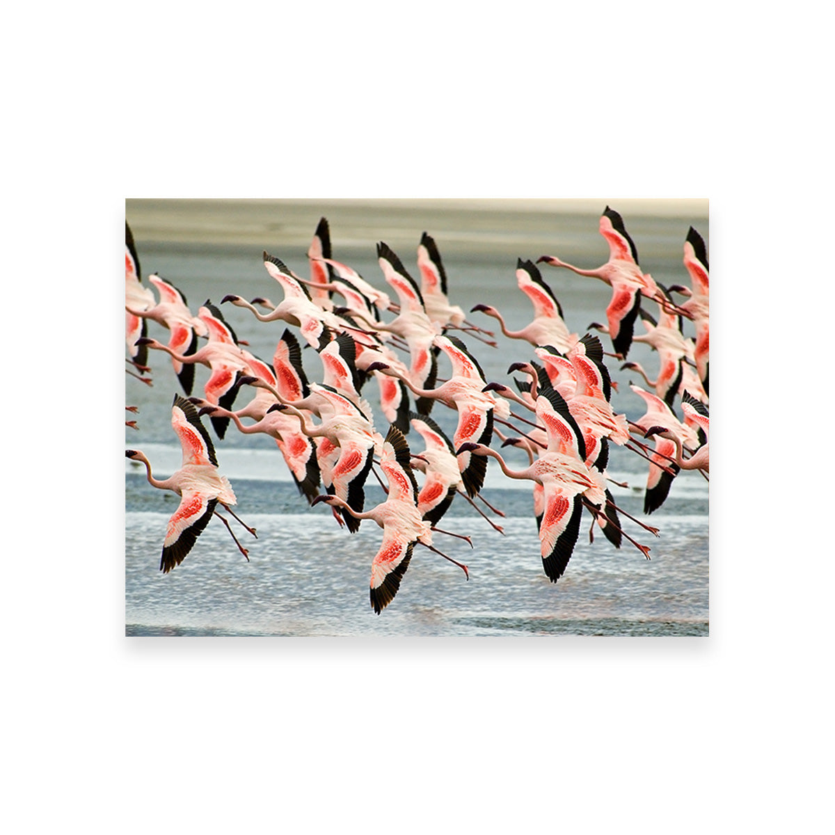 Flamingo's in Tanzania Wall Art