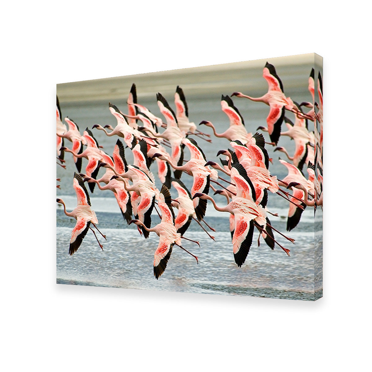 Flamingo's in Tanzania Wall Art