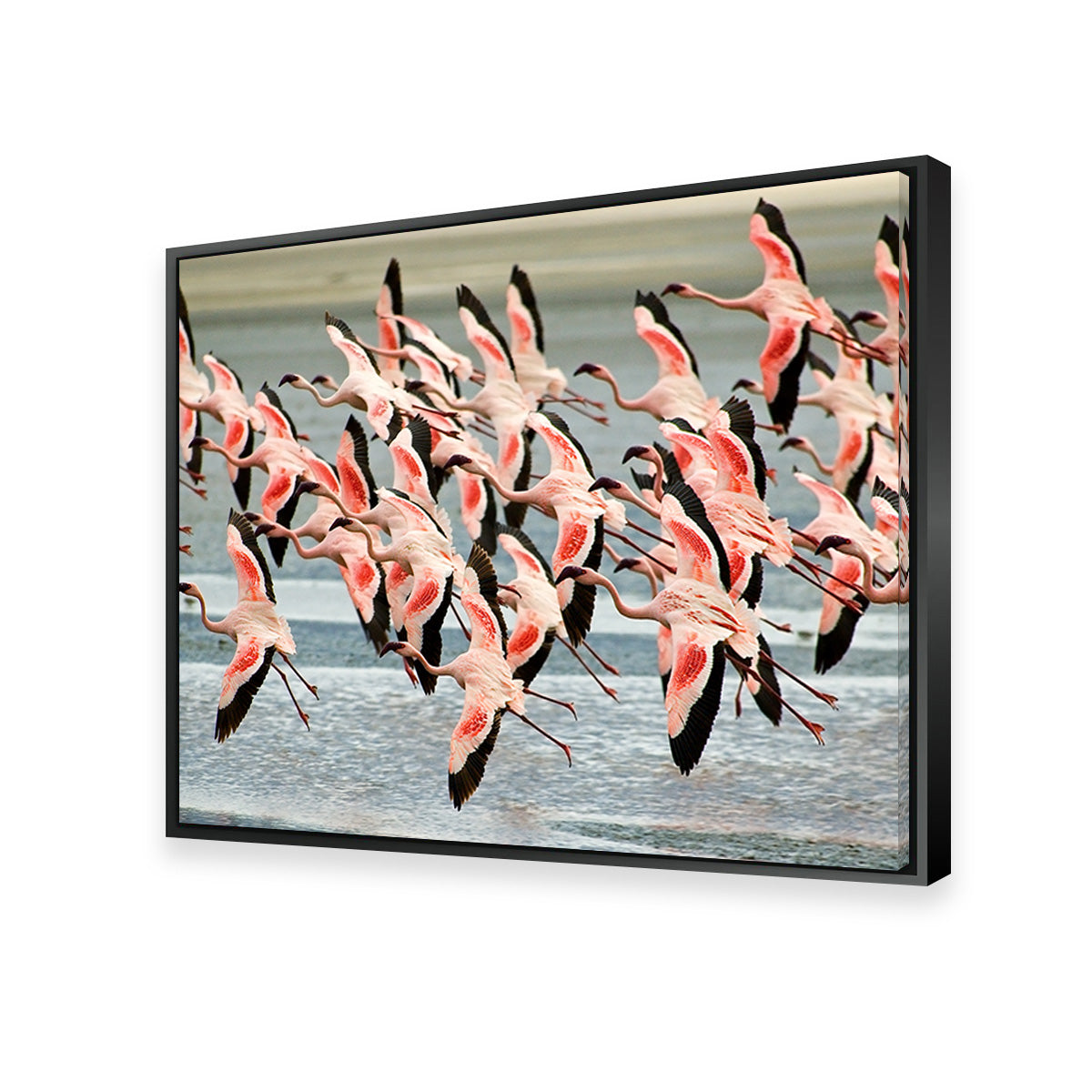 Flamingo's in Tanzania Wall Art