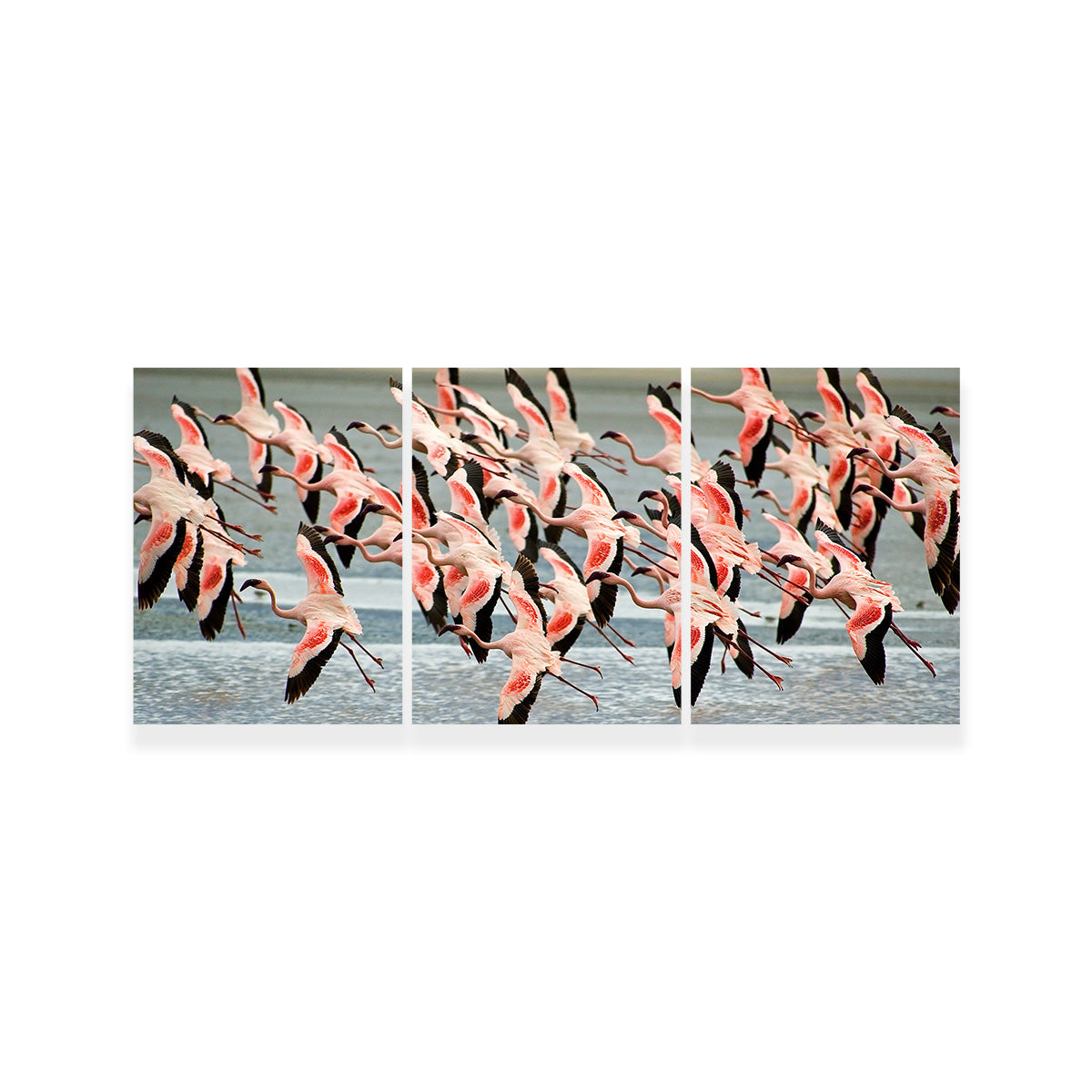 Flamingo's in Tanzania Wall Art