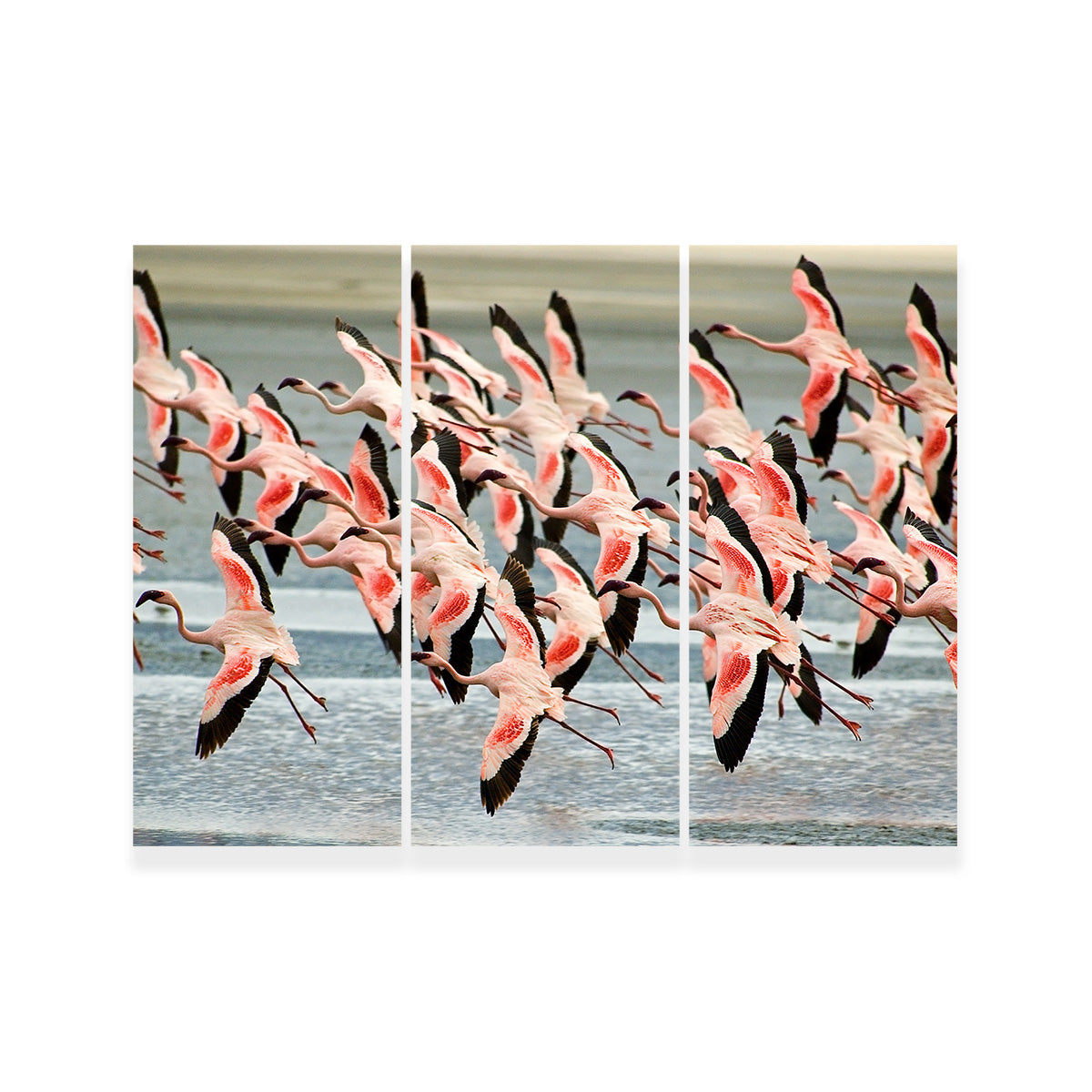 Flamingo's in Tanzania Wall Art