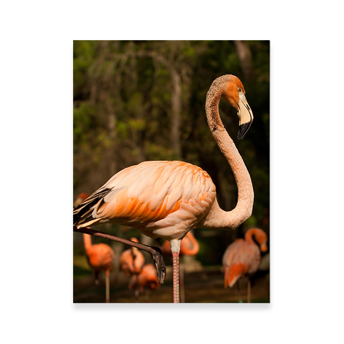 Flamingo Acrobat Wall Art
