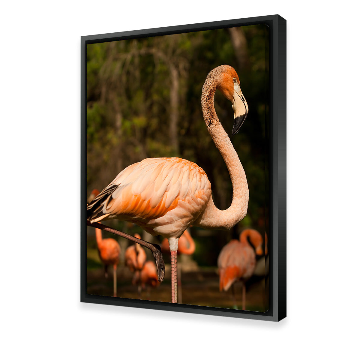 Flamingo Acrobat Wall Art