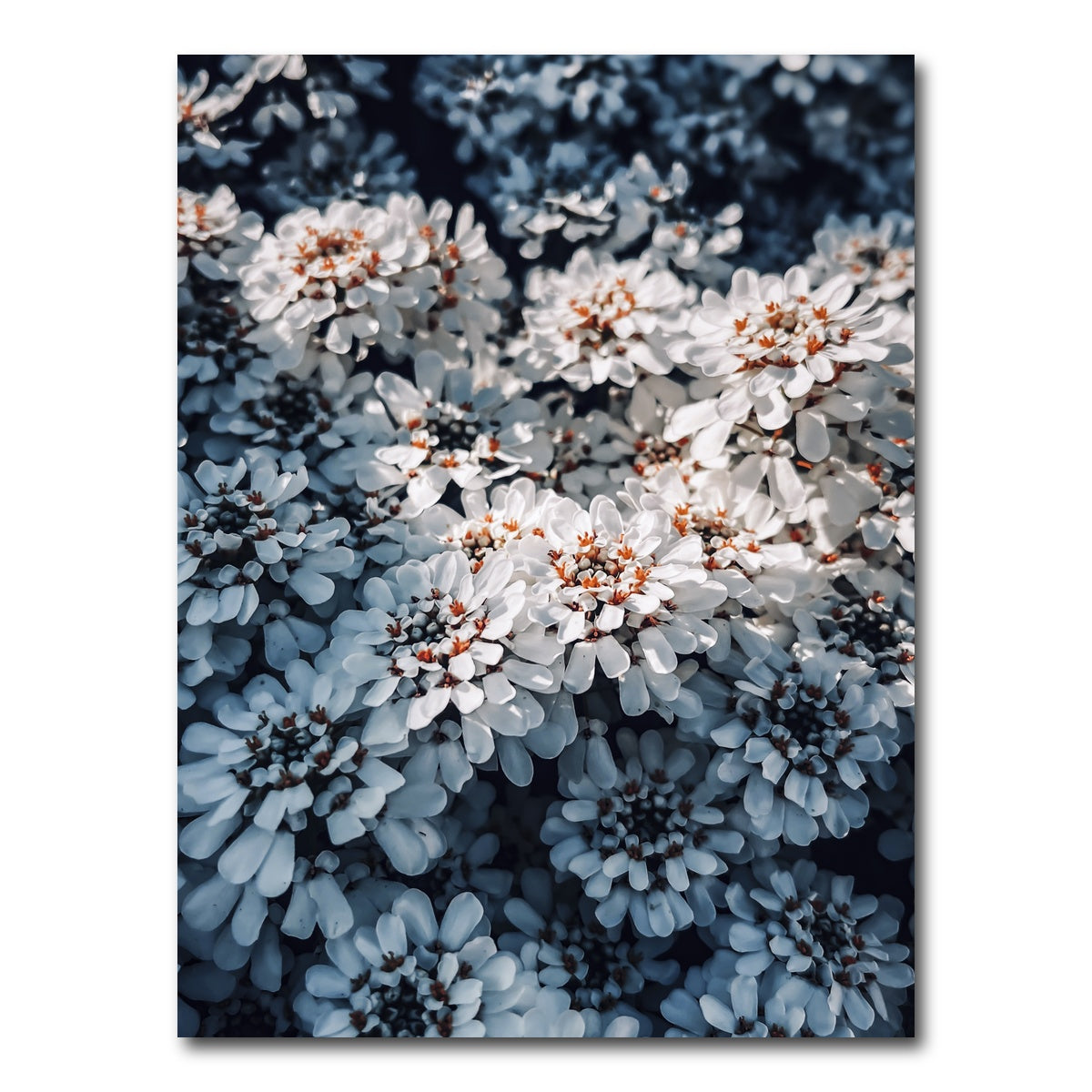 AUTO-MOCKUP WHITE | Flores | 1 Piece | Gallery Wrap Canvas | group=3x4