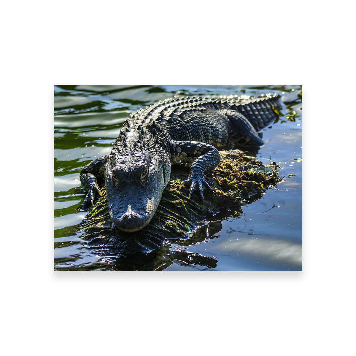 Florida Alligator Wall Art