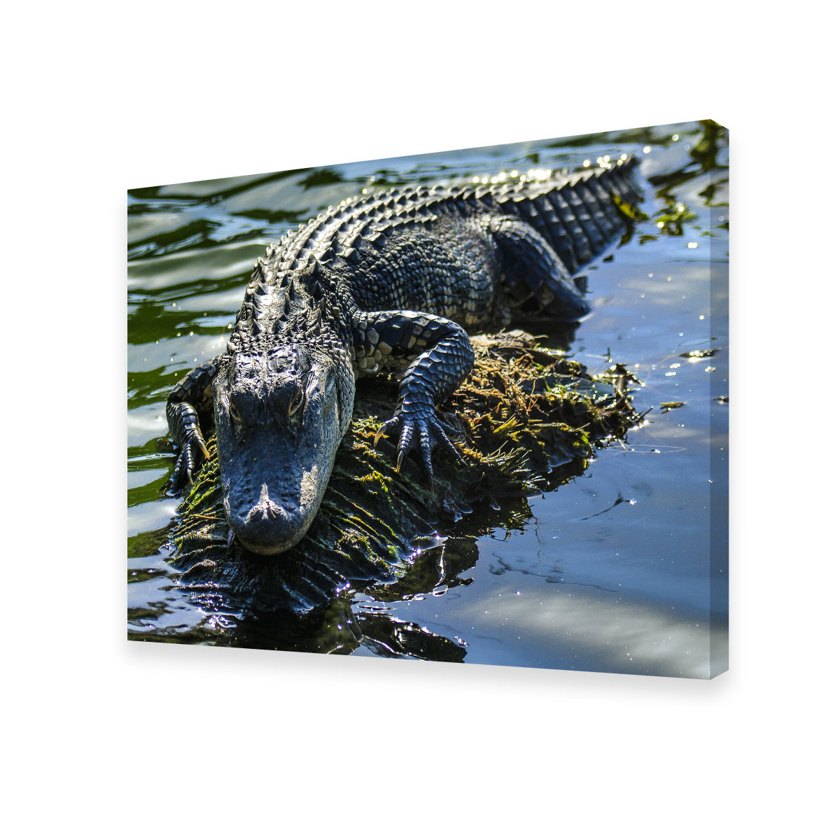 Florida Alligator Wall Art