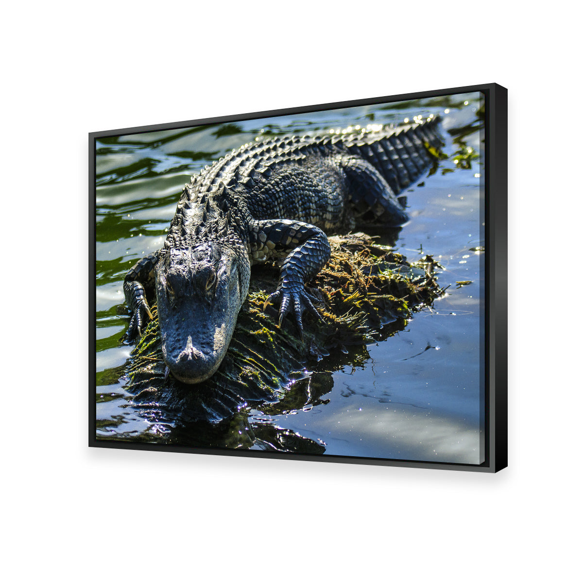 Florida Alligator Wall Art
