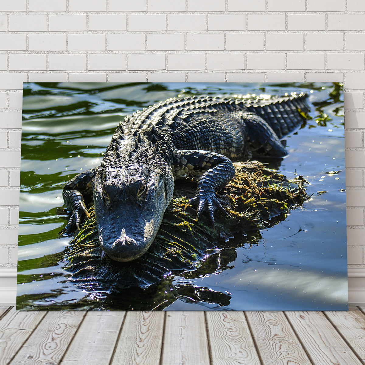 Florida Alligator Wall Art