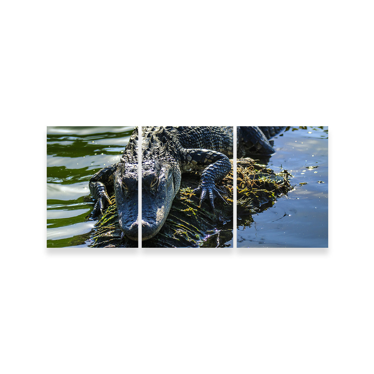 Florida Alligator Wall Art