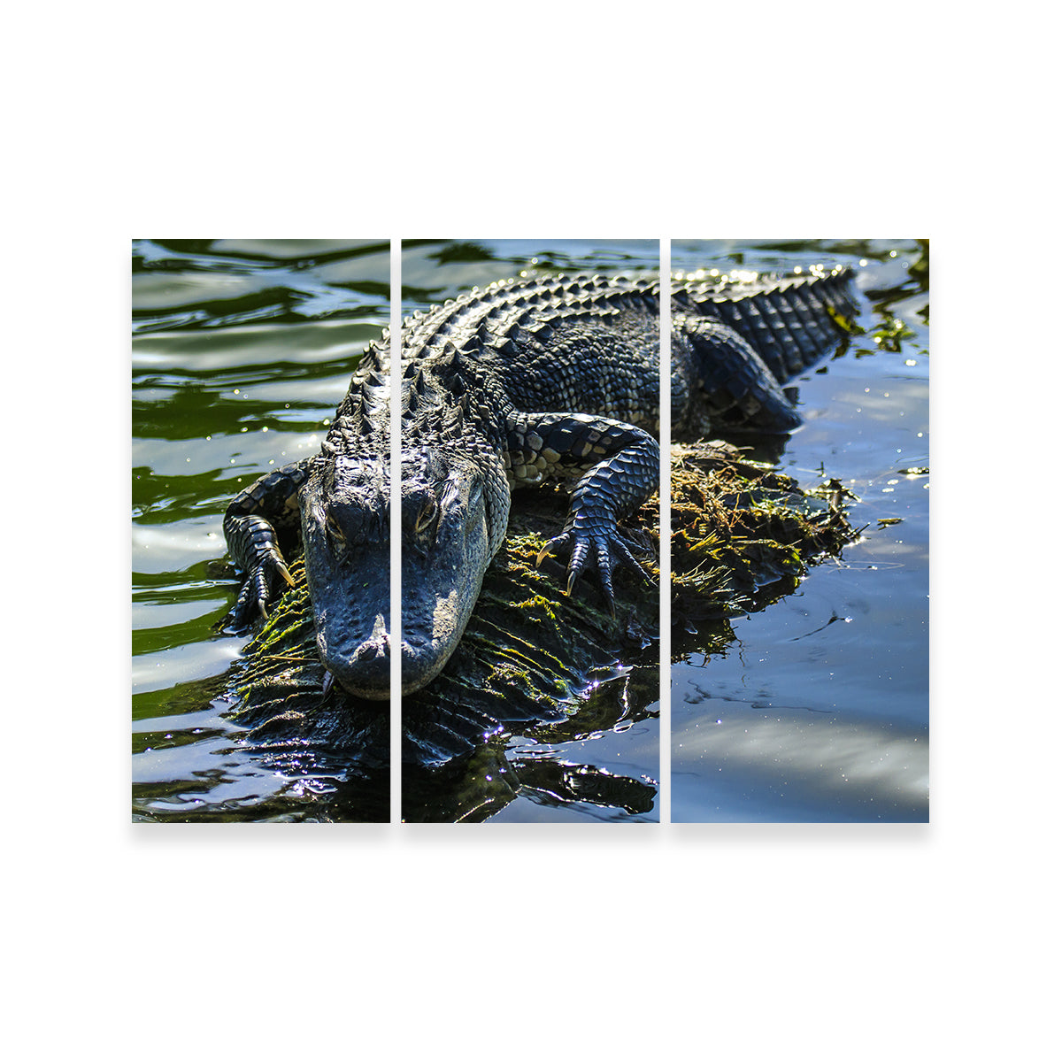 Florida Alligator Wall Art