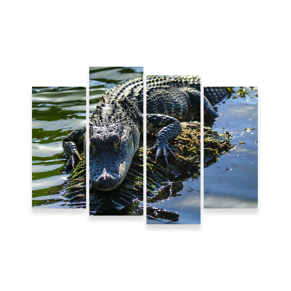 Florida Alligator Wall Art