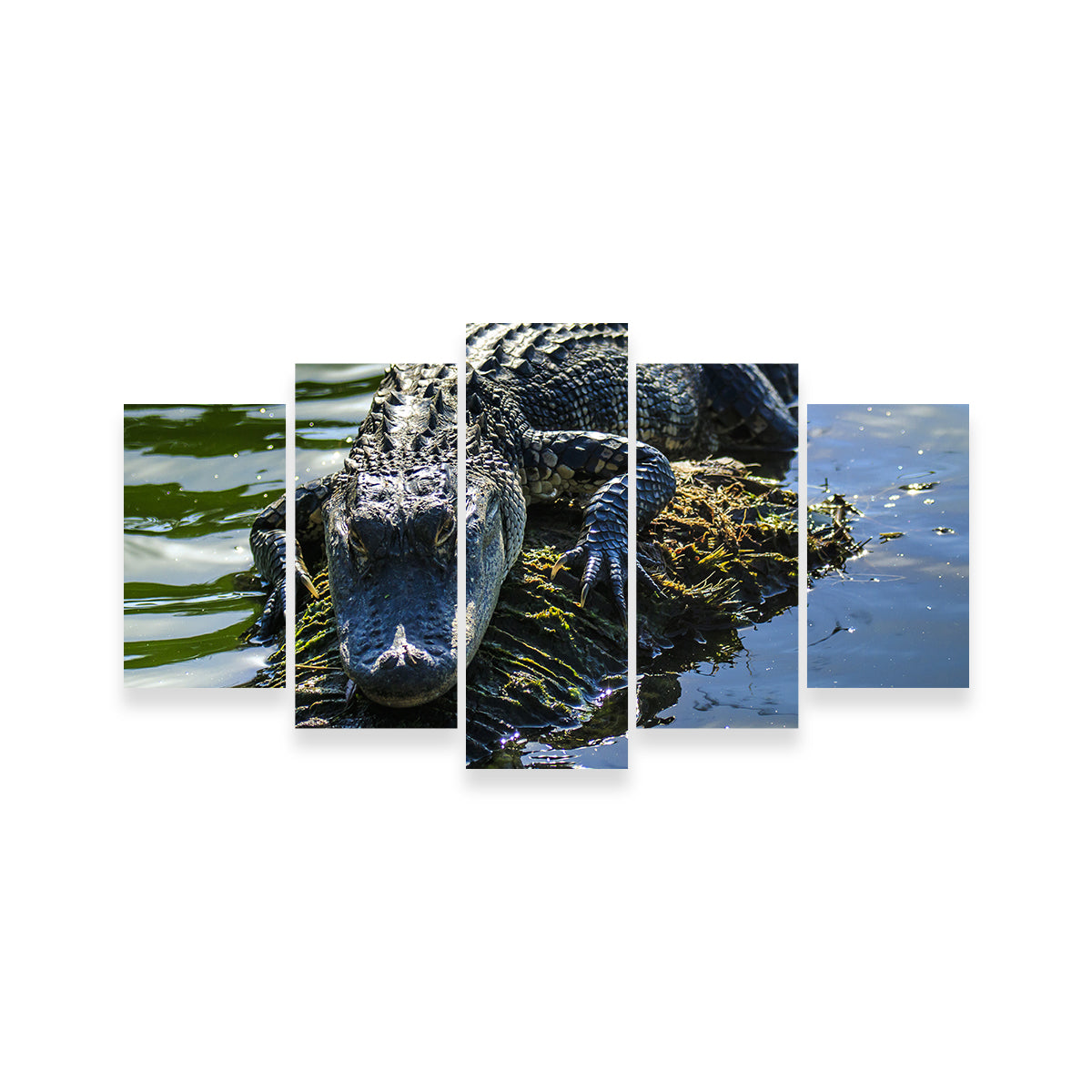 Florida Alligator Wall Art