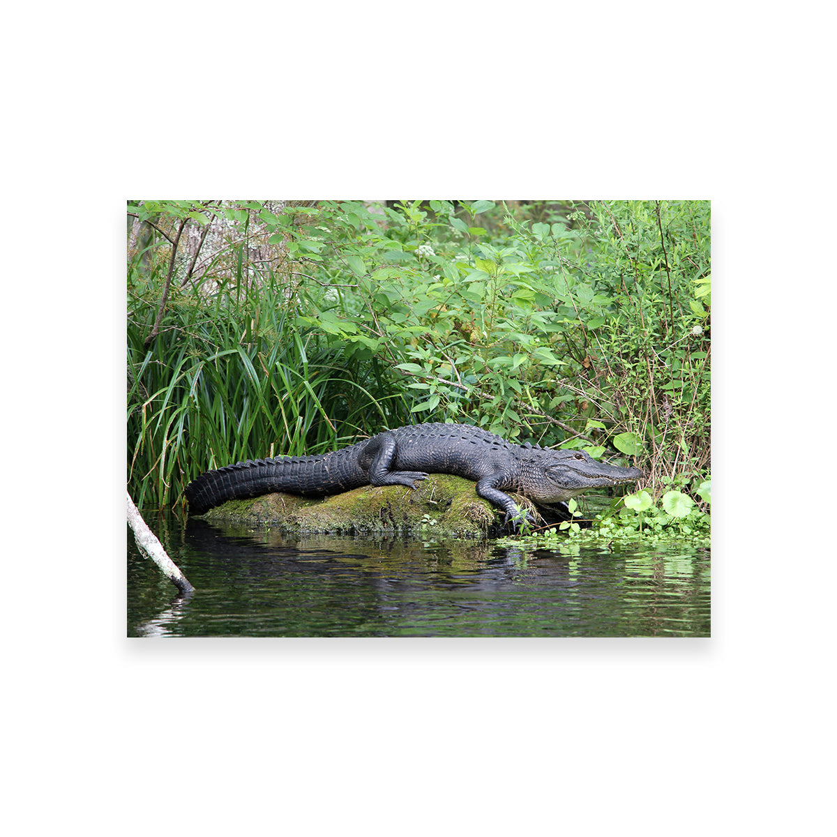 Florida Alligator - Silver Springs State Park Wall Art